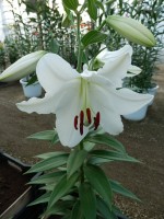 [3456 W07 0363-01 No02.JPG]